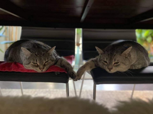 Кошки , кошечки, котяры 14.03.21
