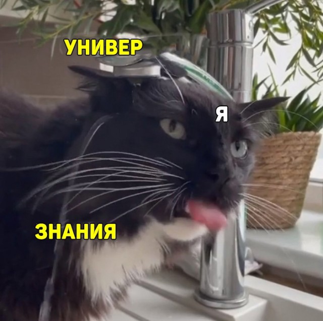 Весёлый полтишок 28.06.21