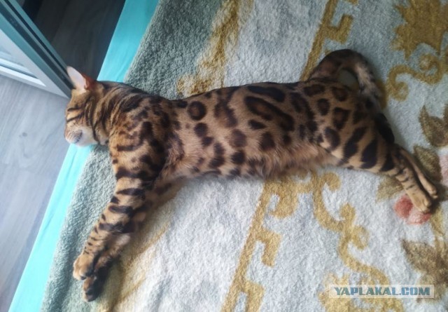 Последний котовторник лета