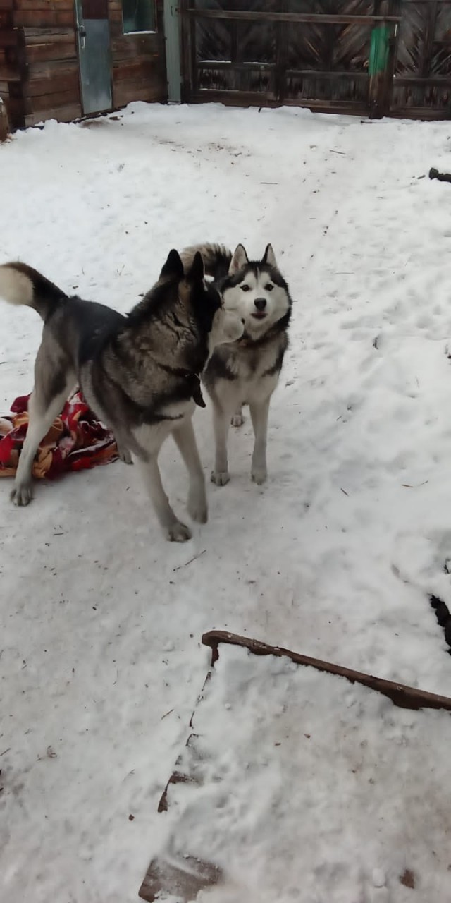 А давайте уже собакочетверг!