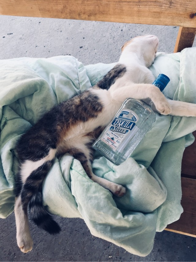 Котовторник так котовторник