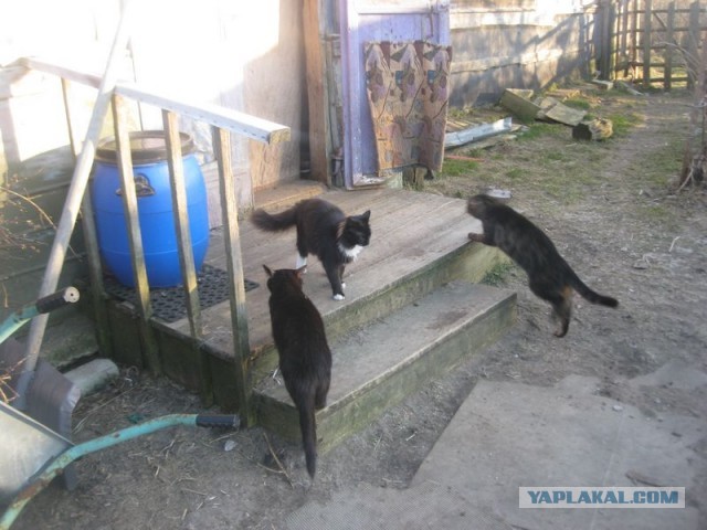 Жизнь домашнего приюта для котеек 386