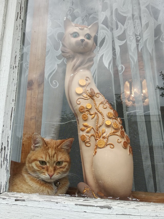 Котовторник! Пара фоток суровых котов.
