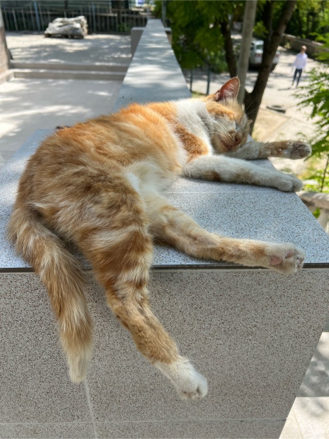 Котовторник 07.06.2022
