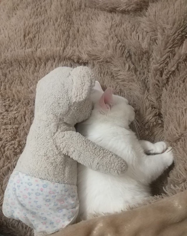 Котовторник 07.06.2022
