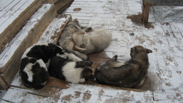 Дороги России:  автозимник.