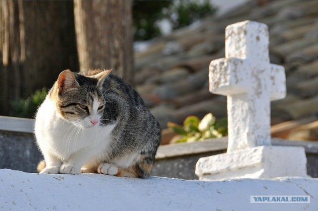 Любовь с первого взгляда