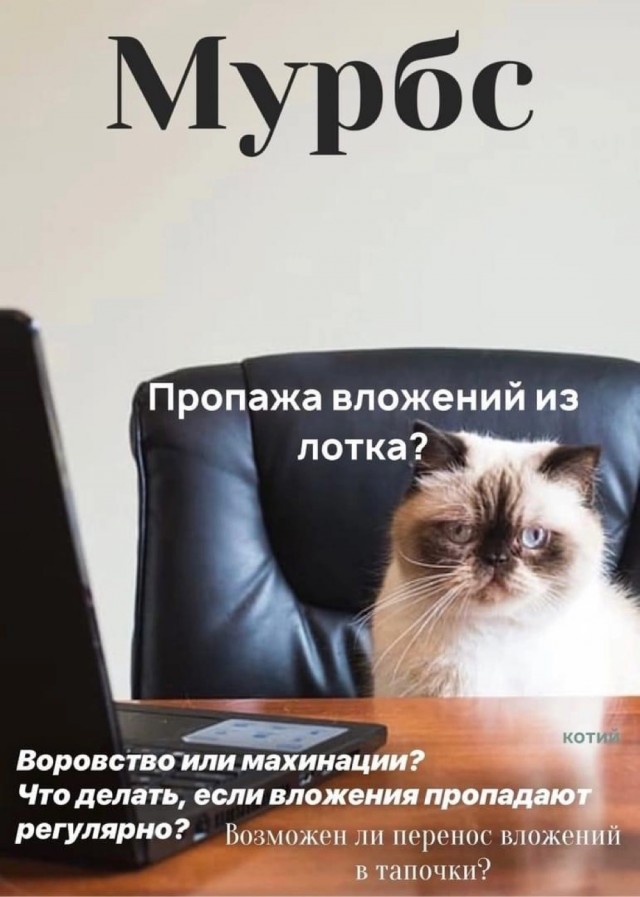 Журнал успешных котов