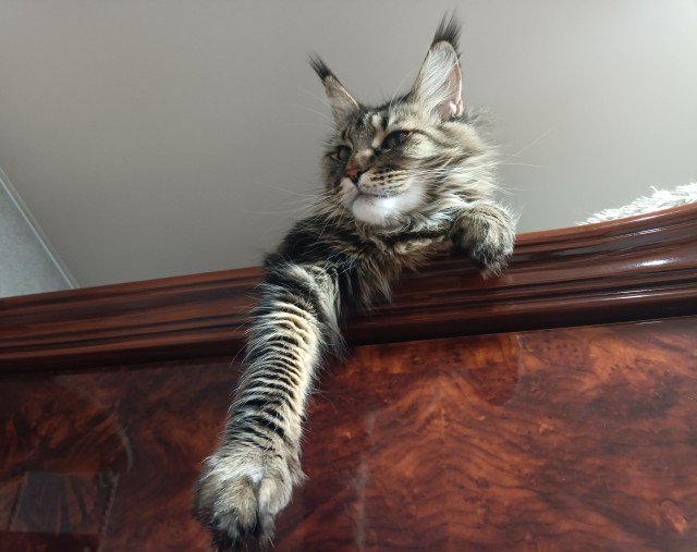 Кошка