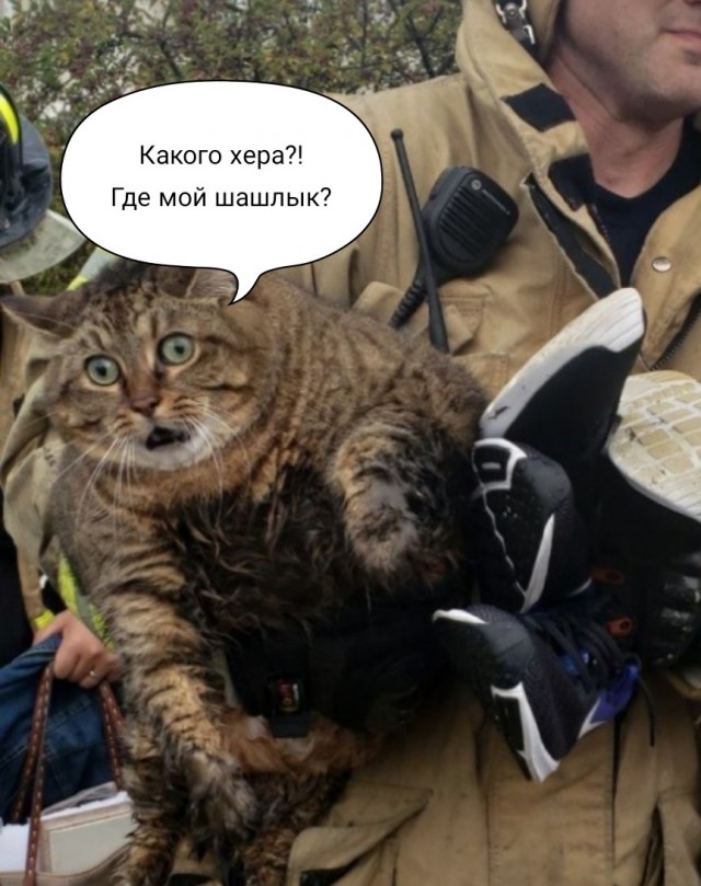 Фотография кота, которого спасли из пожара