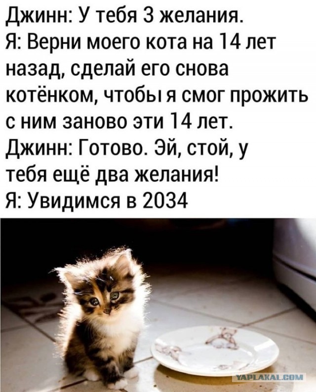 Ушел на радугу наш любимый Ричка.