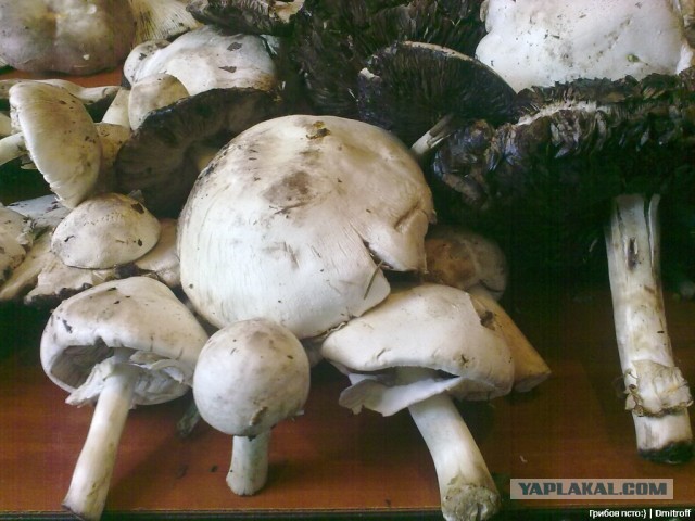 Поход за грибами,