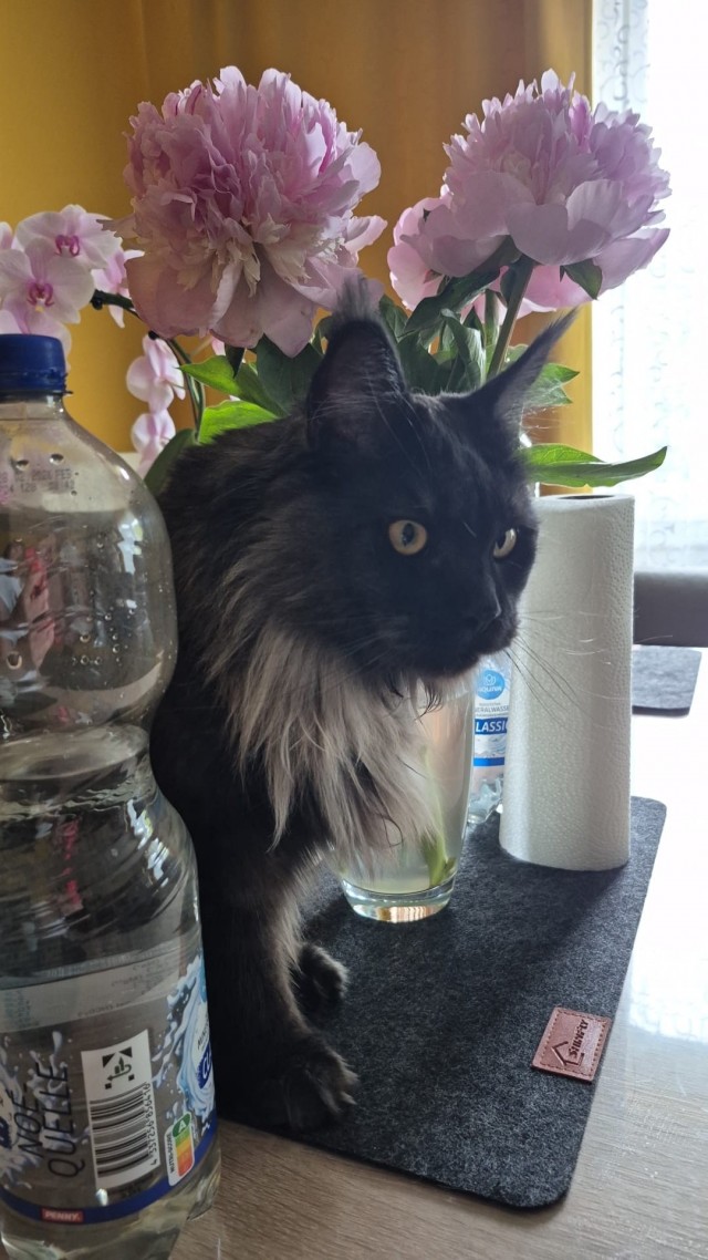 Котовторник