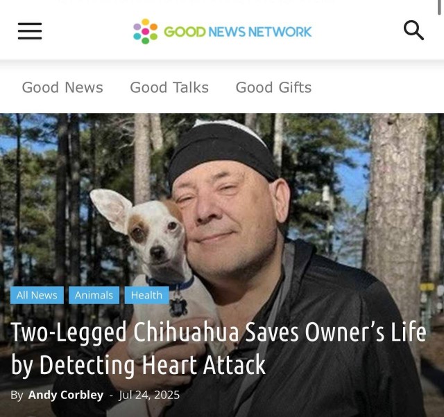 «Чихуахуа спас хозяина, почувствовав у него сердечный приступ»