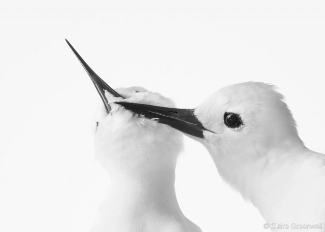 27 лучших фото финалистов и победителей конкурса Australian Geographic Nature Photographer 2025