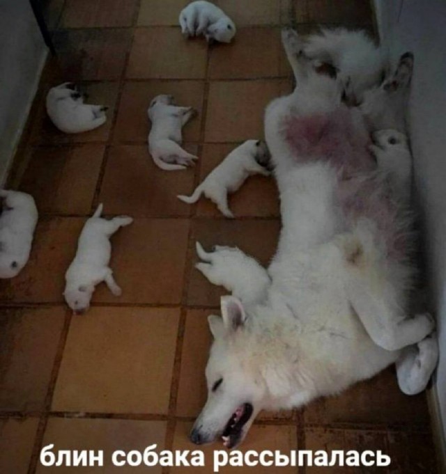 Дегрономикон 4