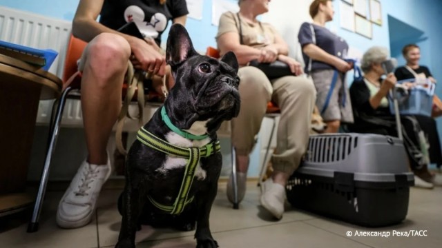 Кот по кличке Пёс