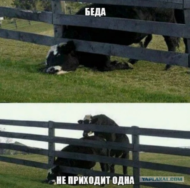 На злобу дня...