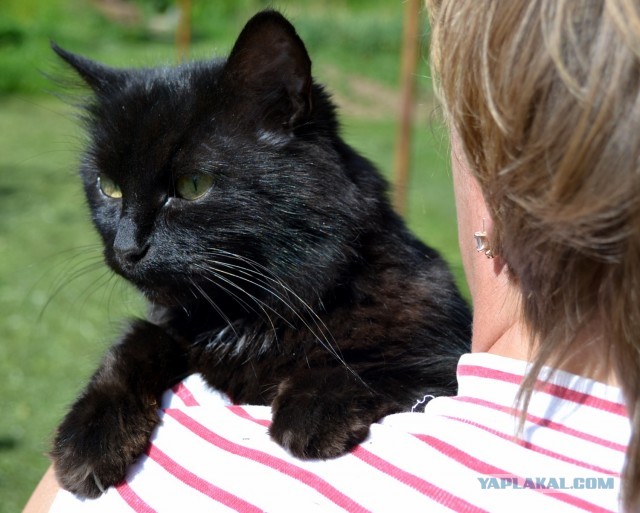 Котовторник 23.07.2013