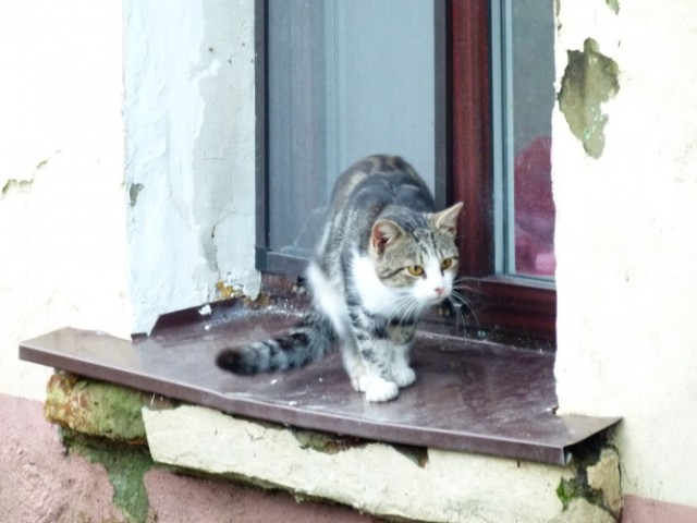 Котовторник на 24.09.2013г