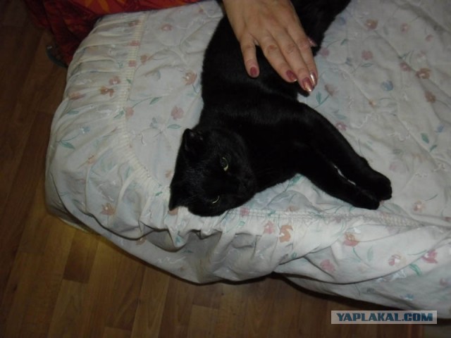 Огурцы солено-маринованные.