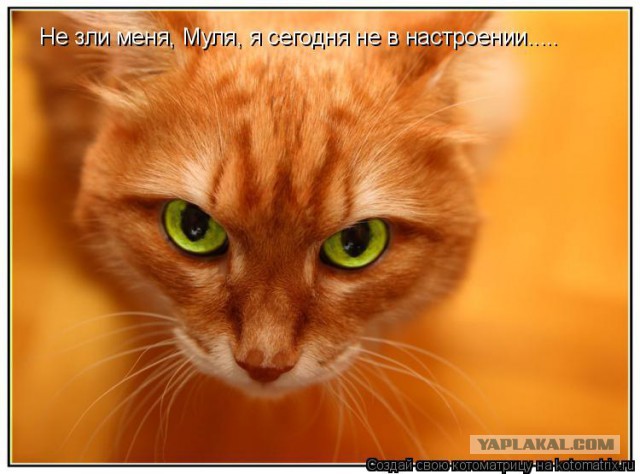 Добряки, плюсующие всех подряд