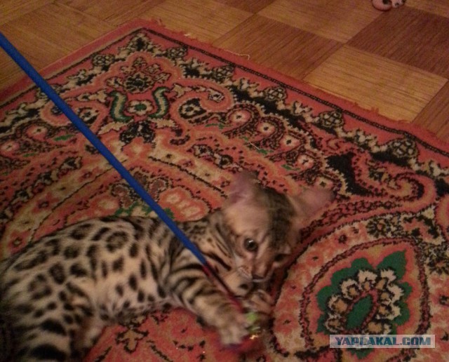 Котовторник 02.09.2014