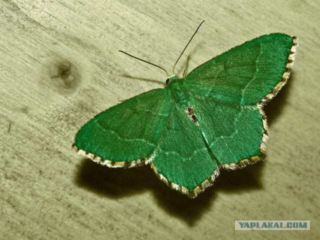 Плюсомет со шпалометом