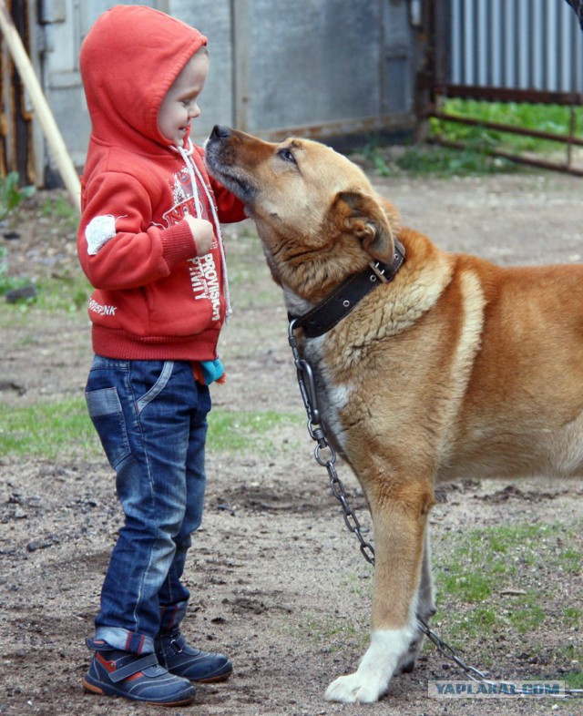 собакочетверг