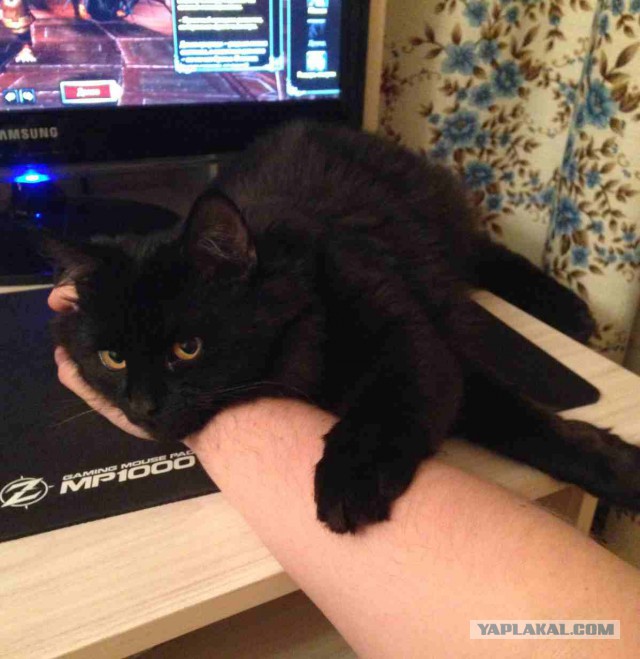 Котовторник 30.12.2014
