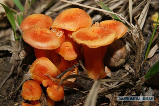 Вспомним лето! Вылазка за грибами.