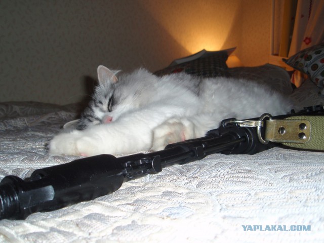 Котовторник