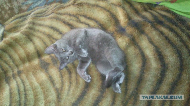 Котовторник 28.04.2015