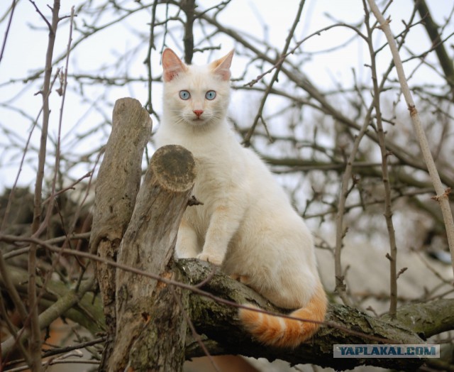 Котовторник 16.06.2015., Котовторник наступил!