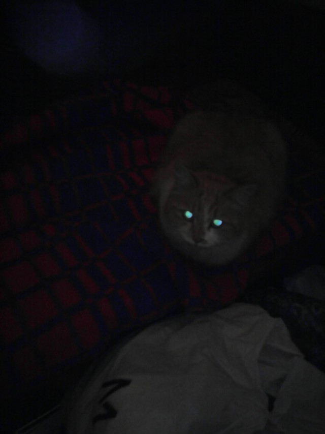 Котовторник 24.11.2015