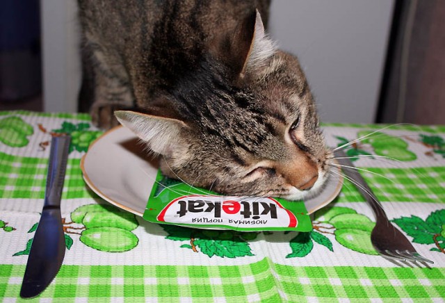 Коты, кошки, котята