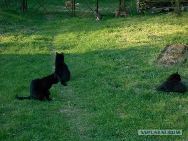 Жизнь домашнего приюта для котеек 113