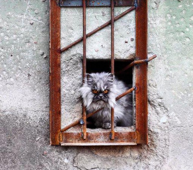 Коты из сети