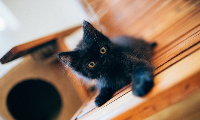 Коты и Кошки