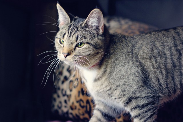 Коты и Кошки