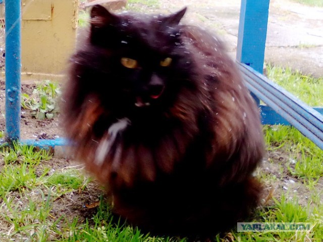 Котовторник  10.10.2017