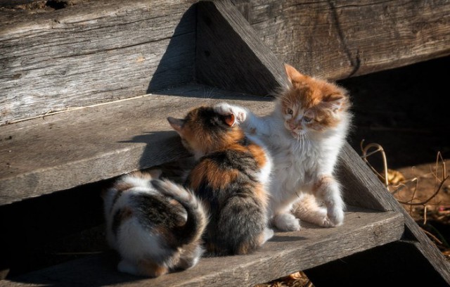 Коты и Кошки