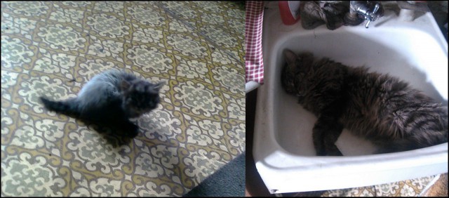 Из котёнка во взрослого кота