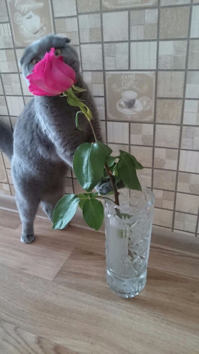 Котовторник 13.03.2018
