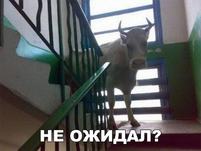 Нестандартный юмор