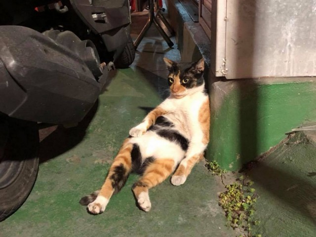 Прикольных котов пост