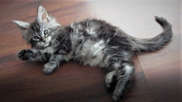 Котовторник 05.06.2018