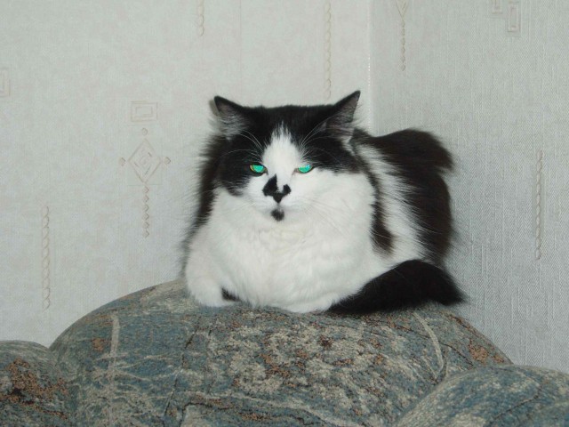Котомет на вторник 03.02.08