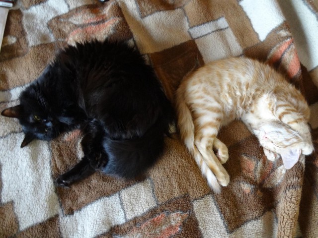 Котовторник 07.08.2018