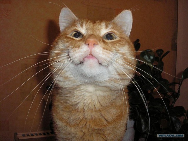 Котовторник 1.02.2011